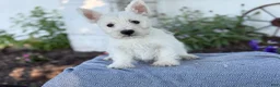 West Highland Terrier dogs for sale: Atlas - Ad 3