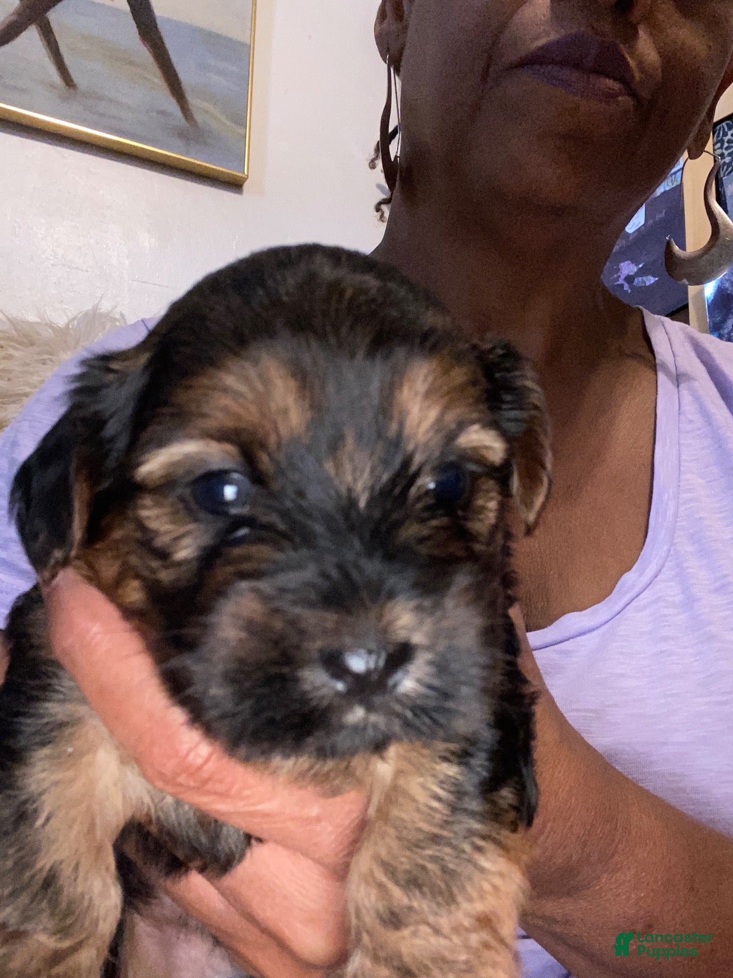 Shorkie dogs Gorgeous George  - Ad 4