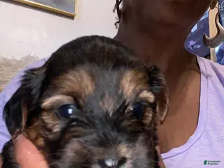 Shorkie dogs Gorgeous George - Ad 4