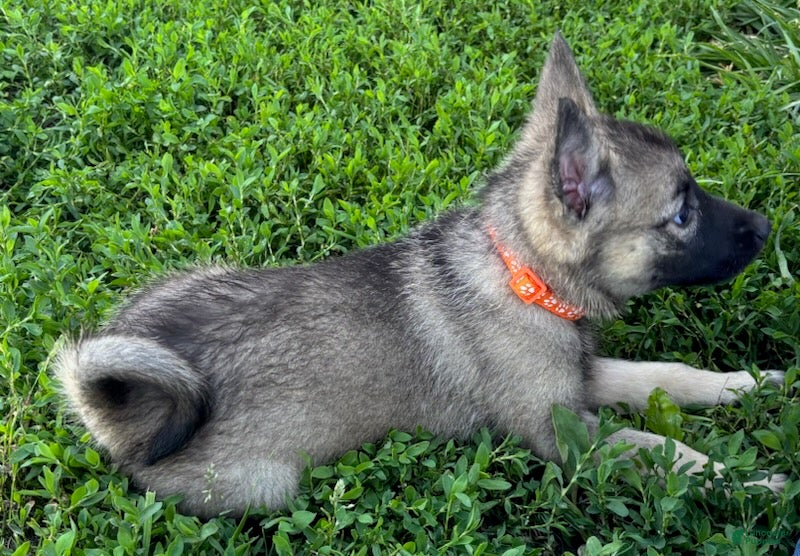 Norwegian Elkhound dogs for sale: Marylou - Ad 1