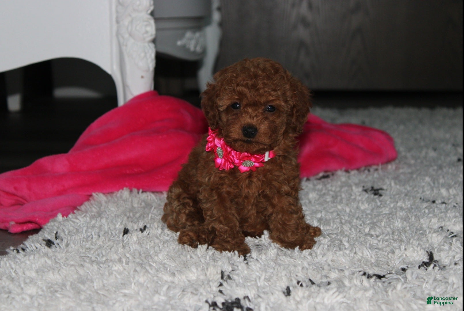 Beauty, Toy Poodle