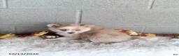 Pomsky dogs for sale: Luna - Ad 1