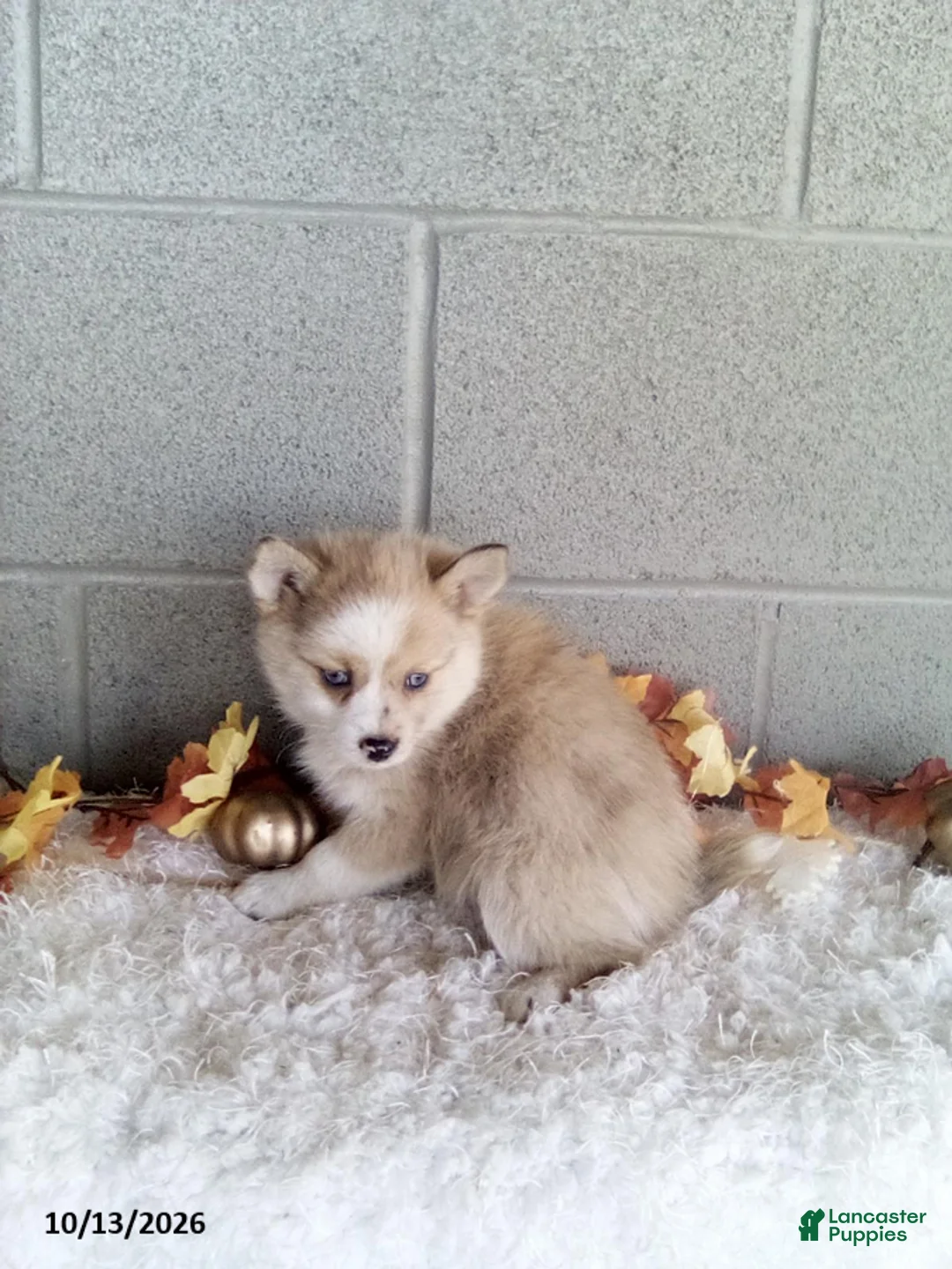 Pomsky dogs for sale: Luna - Ad 1