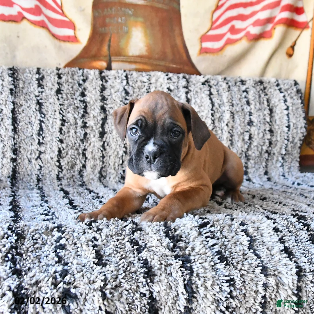 Boxer dogs for sale: Bandit - Ad 4