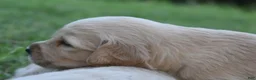 Golden Retriever dogs for sale: Golden Retriever 5 - Ad 15