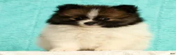 Pomeranian dogs for sale: Michael - Ad 2