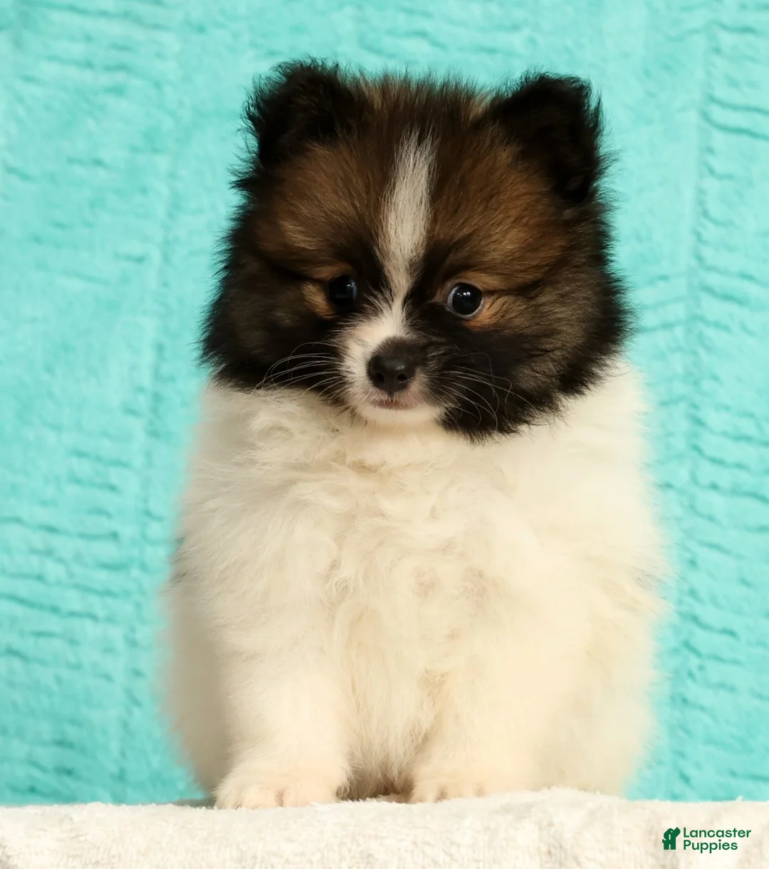 Pomeranian dogs for sale: Michael - Ad 2