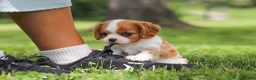 Cavalier King Charles Spaniel dogs for sale: Banks - Ad 9