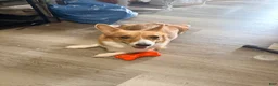 American Corgi dogs for sale: American Corgi 1 - Ad 3
