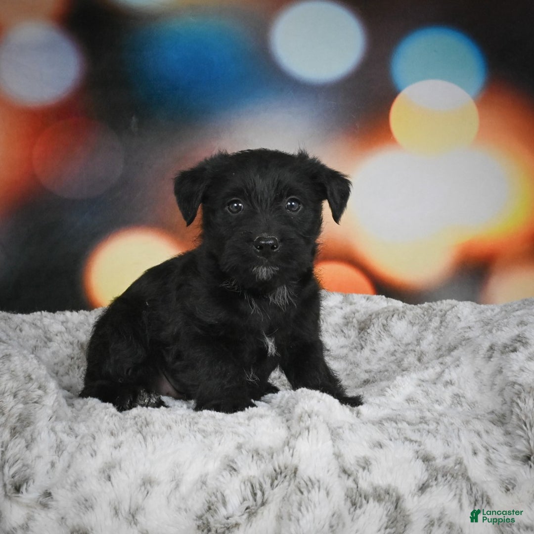 Mixed Breed dogs for sale: Daffodil - Ad 3