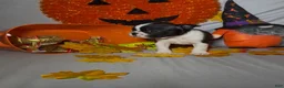 Boston Terrier dogs for sale: Carlos - Ad 6