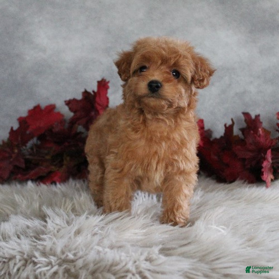 Cavapoo dogs for sale: Cinnamon - Ad 3