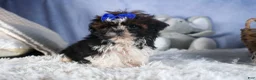 Shih Tzu dogs for sale: BUDDY - Ad 7