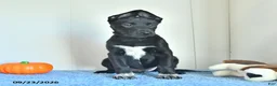 Belgian Malinois dogs for sale: Draco - Ad 12