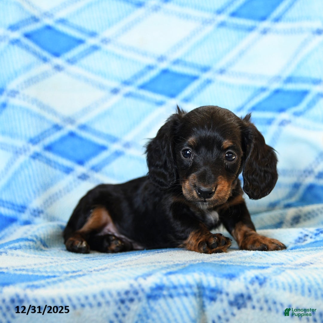 Miniature Dachshund dogs for sale: Smoke  - Ad 2