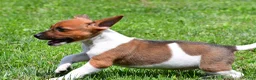 Jack Russell Terrier dogs for sale: Chief - Ad 6