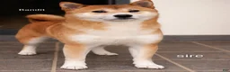 Shiba Inu dogs for sale: Remi - Ad 6