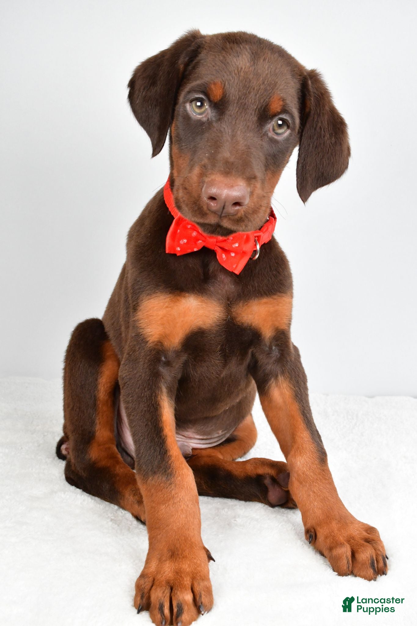 Doberman Pinscher dogs Hans - Ad 2