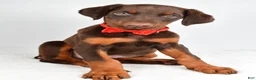 Doberman Pinscher dogs for sale: Hans - Ad 6
