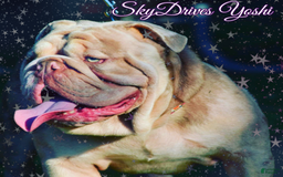 Old English Sheepdog dogs for stud: Skydrives Yoshi - Image 13