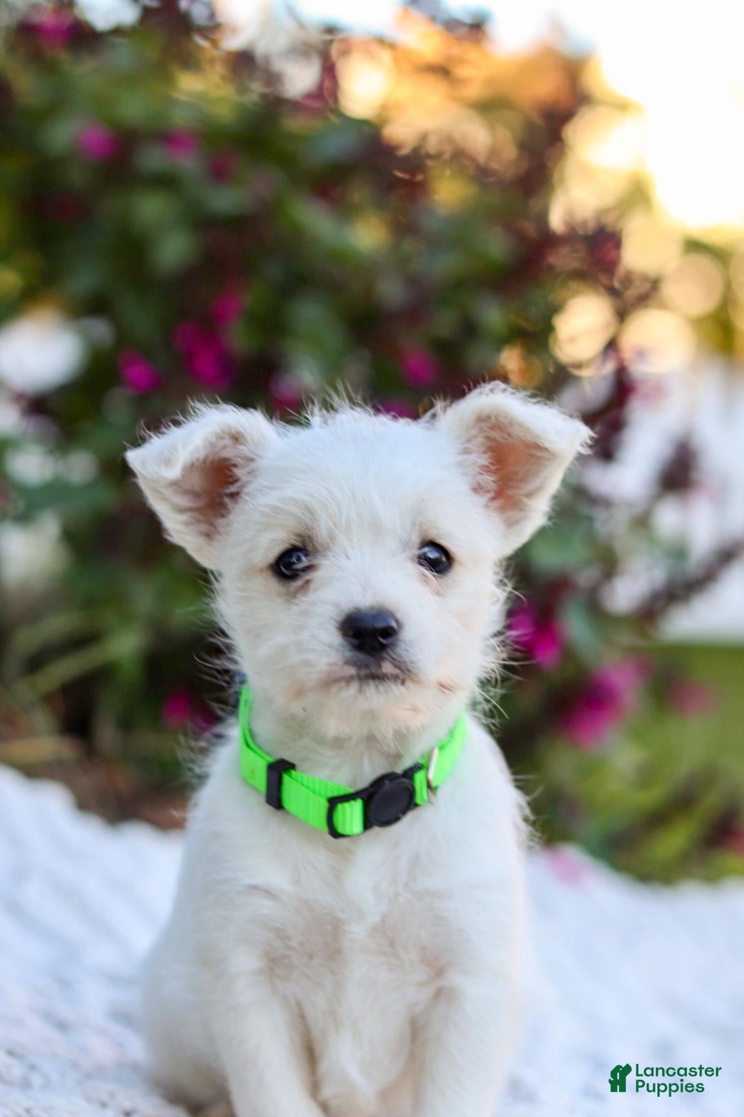 Mixed Breed dogs Cutie - Ad 1