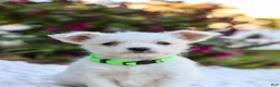 Mixed Breed dogs for sale: Cutie - Ad 1