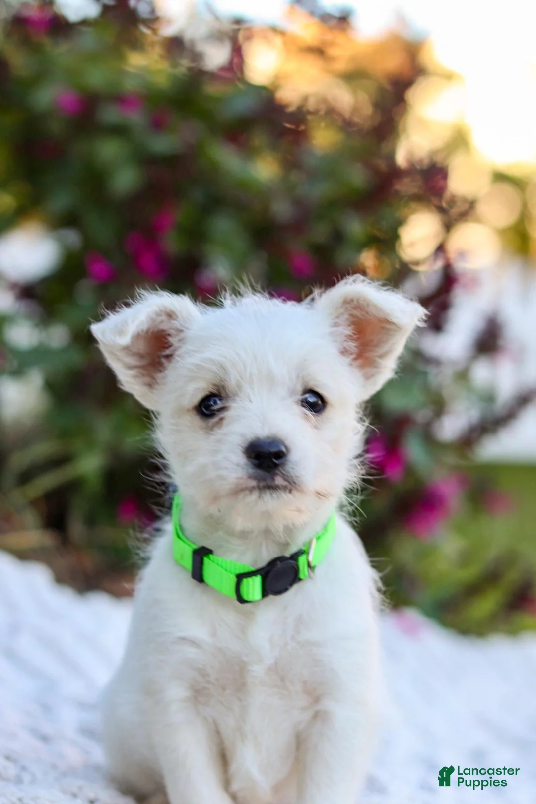Mixed Breed dogs for sale: Cutie - Ad 1