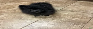 Pomeranian 2