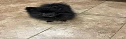 Pomeranian dogs for sale: Pomeranian 2 - Ad 1