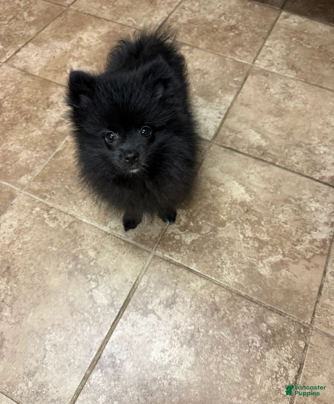 Pomeranian dogs for sale: Pomeranian 2 - Ad 1