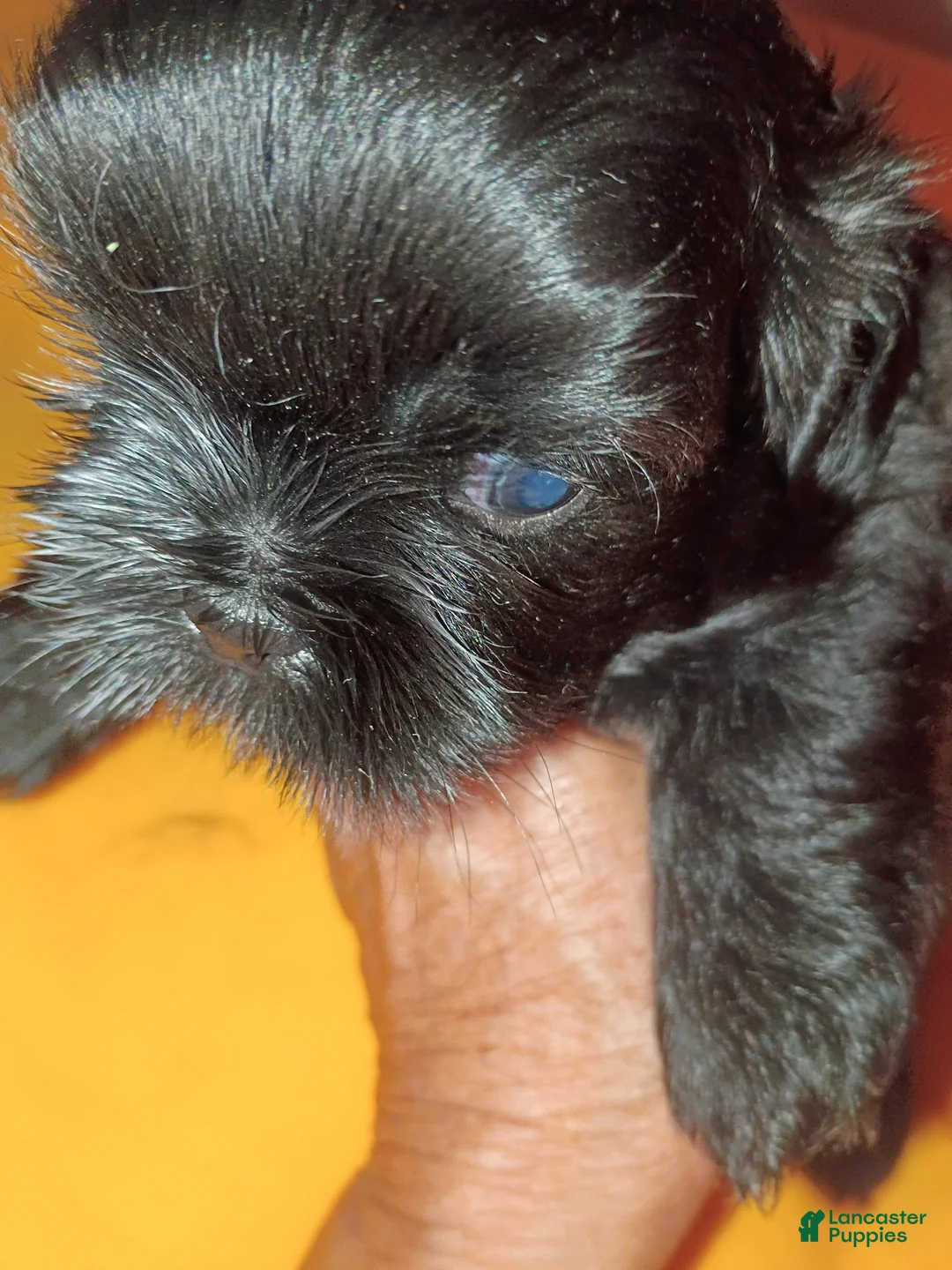 Shih Tzu dogs for sale: Shih Tzu 2 - Ad 2