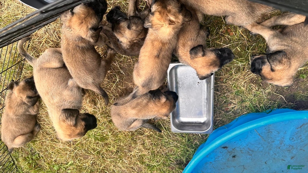 Gallery Image {{count}}