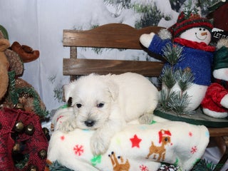 Miniature Schnauzer dogs sawyer - Ad 35