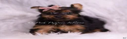 Yorkshire Terrier dogs for sale: Gidget - Ad 3