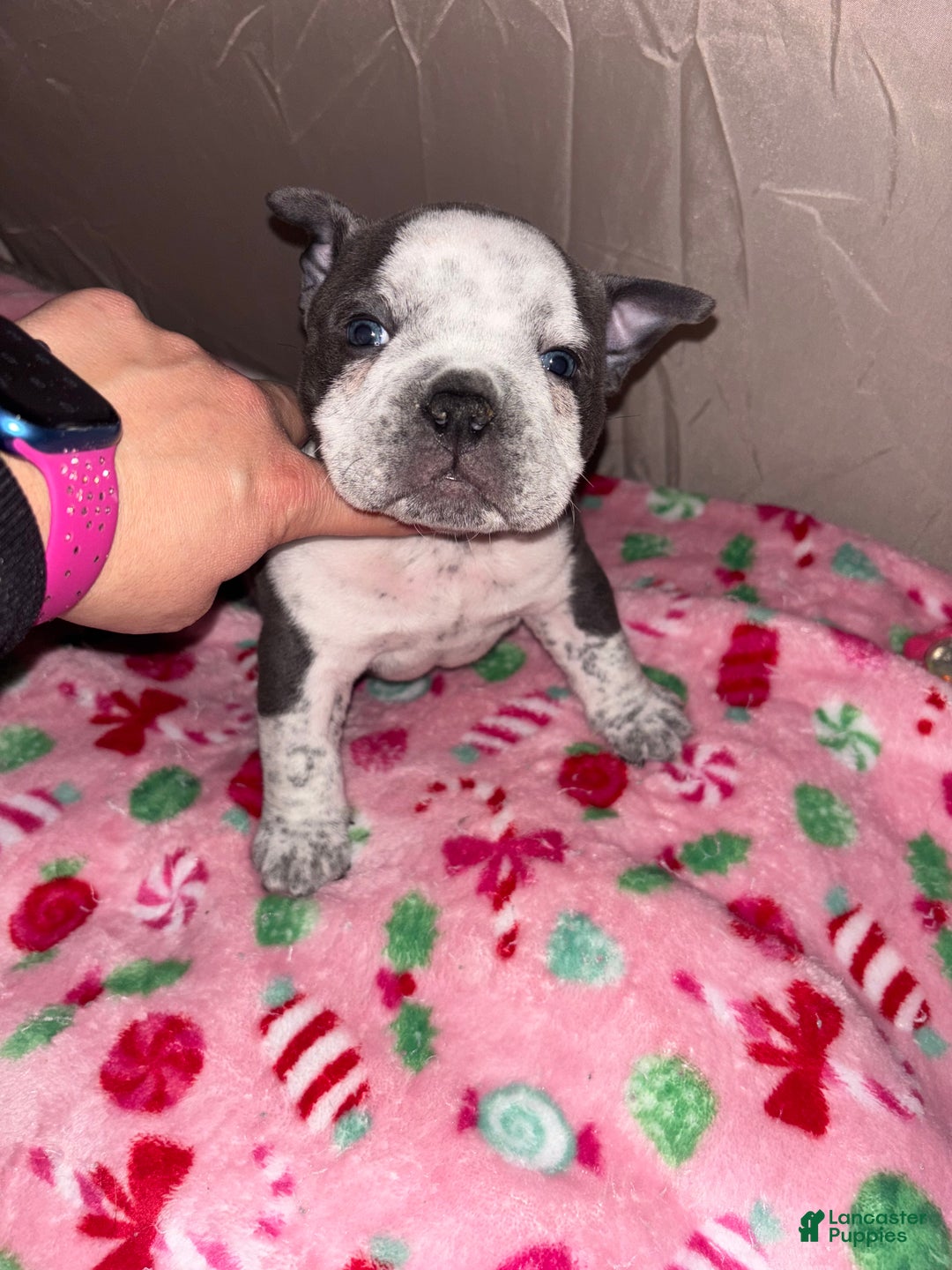 American Bully dogs for sale: American Bully Puppy 7 - Ad 2