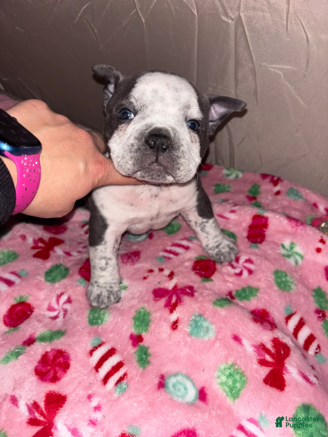American Bully dogs for sale: American Bully Puppy 4 - Ad 18