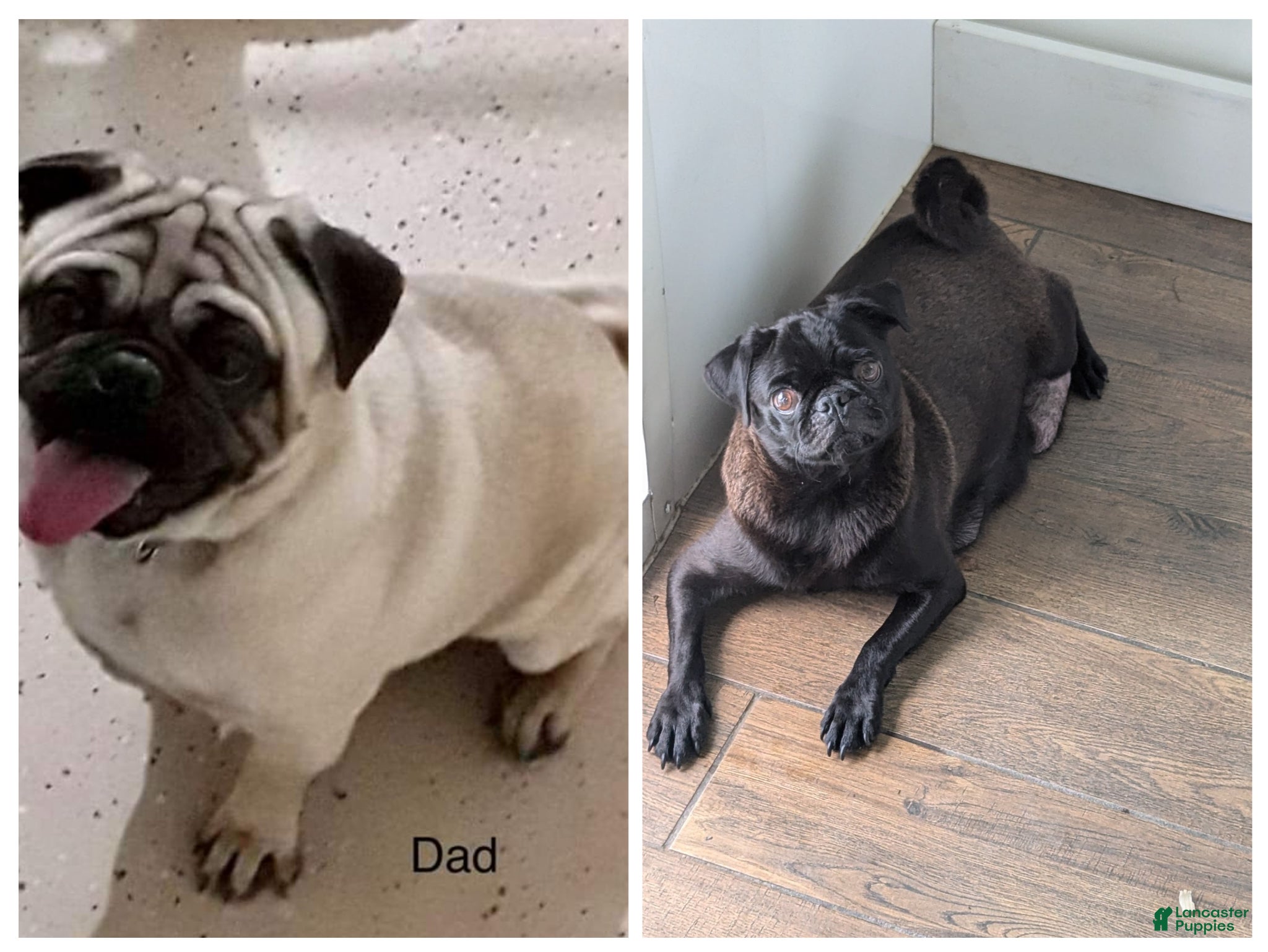 Pug dogs for sale: Taco - Ad 5