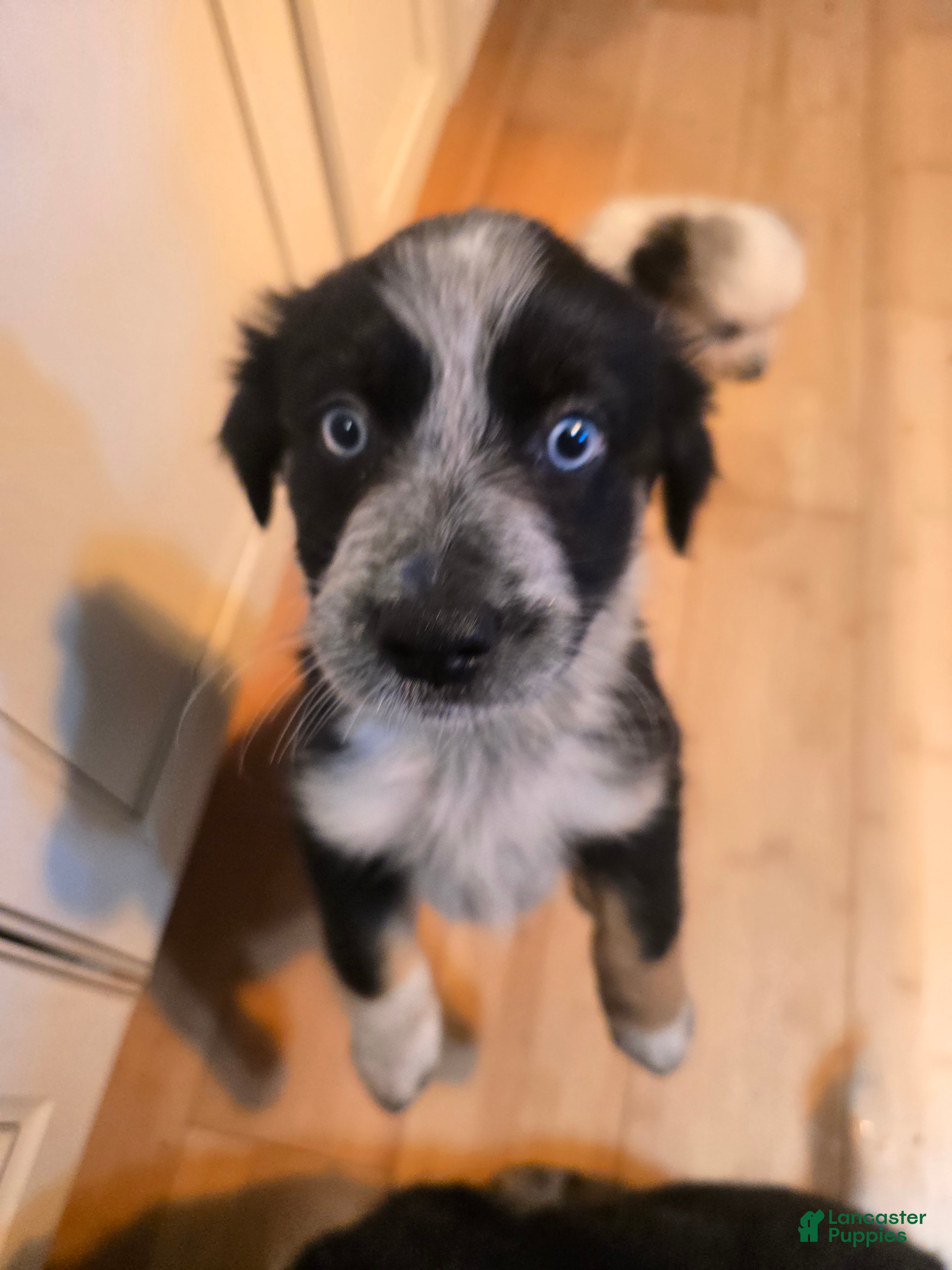 Miniature Australian Shepherd dogs Miniature Australian Shepherd 4 - Ad 7