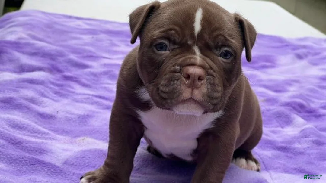 American Bully dogs for sale: American Bully 4 - Ad 1