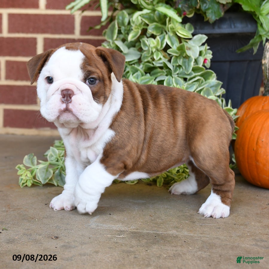 English Bulldog dogs Sandy - Ad 2