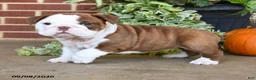 English Bulldog dogs for sale: Sandy - Ad 2