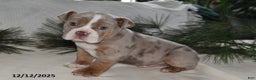 Beabull dogs for sale: Rocky Road - Ad 1