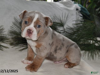 Beabull dogs Rocky Road - Ad 3