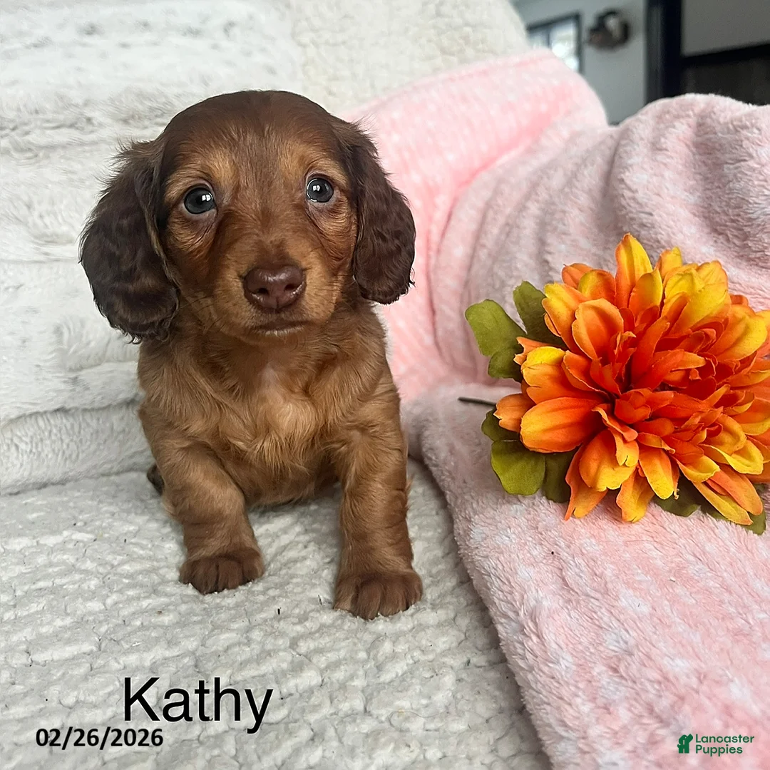 Miniature Dachshund dogs for sale: Kathy - Ad 1