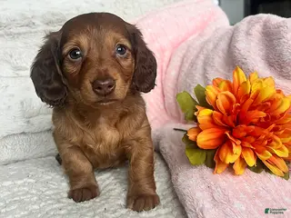 Miniature Dachshund dogs for sale: Kathy - Ad 1