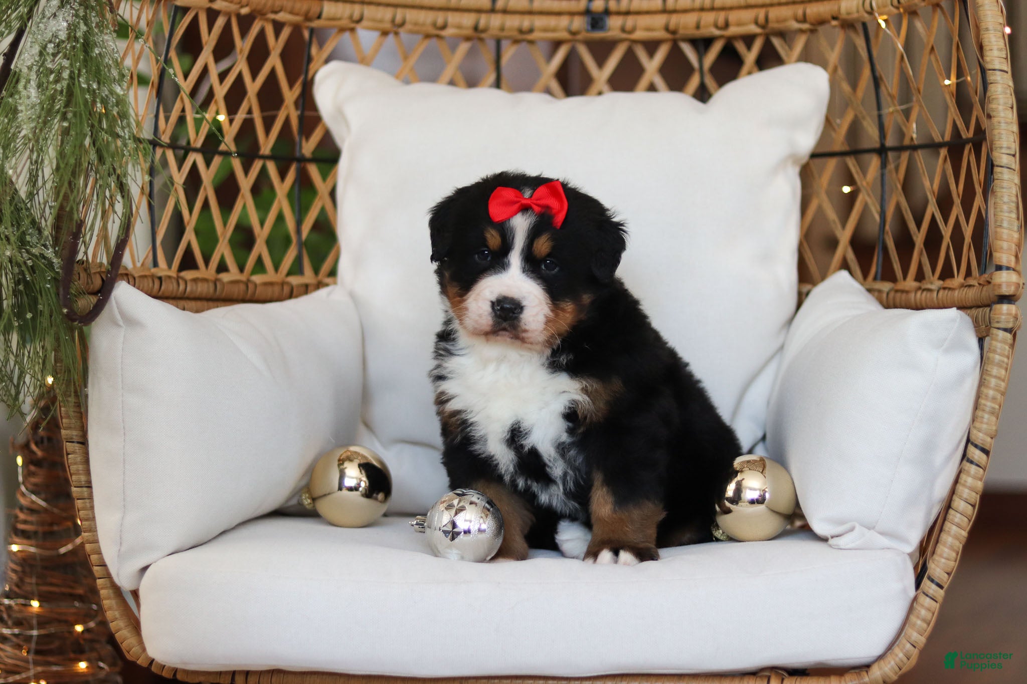 Bernese Mountain Dog dogs Princess Star - Ad 1