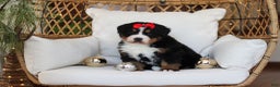Bernese Mountain Dog dogs for sale: Princess Star - Ad 1