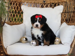 Bernese Mountain Dog dogs Princess Star - Ad 12