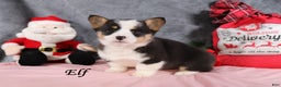 Welsh Corgi Pembroke dogs for sale: Elf - Ad 5