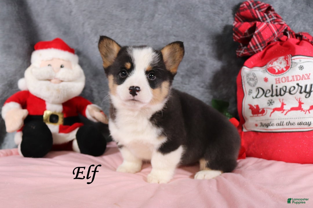 Welsh Corgi Pembroke dogs for sale: Elf - Ad 5